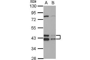 DNAJA3 Antikörper  (Center)