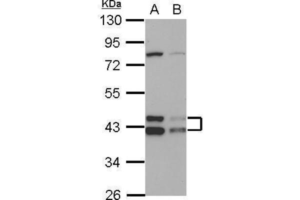 DNAJA3 Antikörper  (Center)