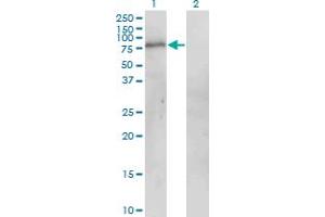 Western Blot analysis of POGK expression in transfected 293T cell line by POGK monoclonal antibody (M01), clone 1A9. (POGK 抗体  (AA 431-540))