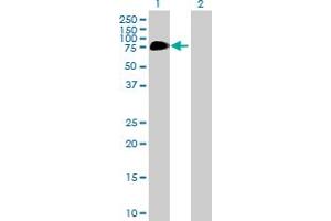 Western Blot analysis of C13orf18 expression in transfected 293T cell line by C13orf18 MaxPab polyclonal antibody. (C13orf18 抗体  (AA 1-595))