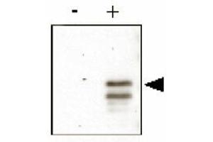 Anti-CREB pS133 was used to detect phosphorylated CREB by immunoblot. (CREB1 抗体  (pSer133))