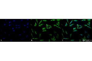 Immunocytochemistry/Immunofluorescence analysis using Mouse Anti-Hsp27 Monoclonal Antibody, Clone 5D12-A3 .