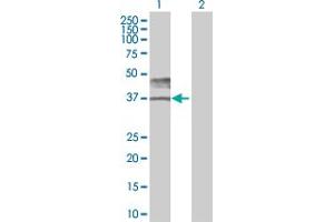 Western Blot analysis of BSG expression in transfected 293T cell line by BSG MaxPab polyclonal antibody. (CD147 抗体  (AA 1-269))