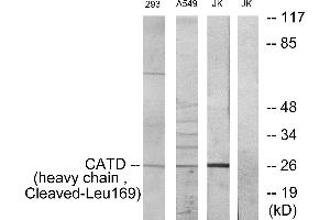 Western blot analysis of extracts from 293 cells and NIH-3T3 cells treated with etoposide (25uM, 1hour), Jurkat cells and A549 cells treated with etoposide (25uM, 24hours), using CATD (heavy chain, Cleaved-Leu169) antibody. (Cathepsin D 抗体  (Cleaved-Leu169, Heavy Chain))