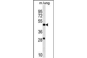 Western blot analysis in mouse lung tissue lysates (35ug/lane). (RNF150 抗体  (N-Term))