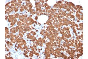Formalin-fixed, paraffin-embedded human Pancreas stained with Carboxypeptidase A1 / CPA1 Mouse Monoclonal Antibody (CPA1/2711). (CPA1 抗体)