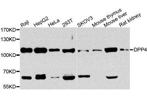 Western blot analysis of extracts of various cell lines, using DPP4 antibody. (DPP4 抗体  (AA 29-280))