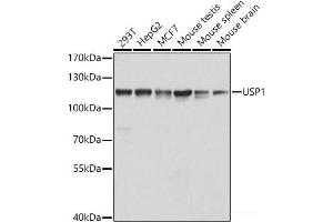 Western blot analysis of extracts of various cell lines using USP1 Polyclonal Antibody at dilution of 1:1000. (USP1 抗体)