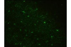 Immunohistochemistry (IHC) staining of Rhesus macaque brain for astrocyte marker Aldh1L1 using Anti-Aldh1L1 Antibody (ABIN1304520) (clone N103/39, 1:3000). (ALDH1L1 抗体  (AA 1-902))