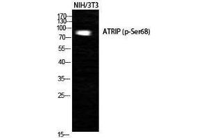 Western Blotting (WB) image for anti-ATR Interacting Protein (ATRIP) (pSer68) antibody (ABIN3173029) (ATRIP 抗体  (pSer68))