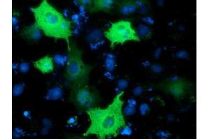 Anti-PIK3AP1 mouse monoclonal antibody (ABIN2453458) immunofluorescent staining of COS7 cells transiently transfected by pCMV6-ENTRY PIK3AP1 (RC214125). (PIK3AP1 抗体)