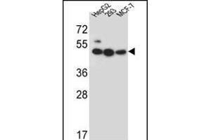 LIPJ Antibody (Center) (ABIN656301 and ABIN2845605) western blot analysis in HepG2,293,MCF-7 cell line lysates (35 μg/lane). (LIPJ 抗体  (AA 186-215))