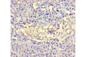 Immunohistochemistry of paraffin-embedded human pancreatic tissue using ABIN7143969 at dilution of 1:100 (Amelotin 抗体  (AA 17-209))