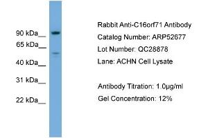 WB Suggested Anti-C16orf71  Antibody Titration: 0. (C16ORF71 抗体  (Middle Region))