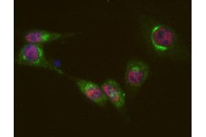 Indirect immunostaining of PFA fixed mouse 3T3 fibroblasts with anti-Sf3a-120 (dilution 1 : 500; red) and rabbit anti-giantin (ABIN1742522, dilution 1 : 500; green). (SF3A1 抗体  (AA 1-793))