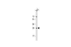 Anti-UNC50 Antibody (N-term) at 1:1000 dilution + 293 whole cell lysate Lysates/proteins at 20 μg per lane.