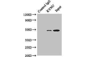 Western Blotting (WB) image for anti-Kynureninase (L-Kynurenine Hydrolase) (KYNU) (AA 1-307) antibody (ABIN7157750)