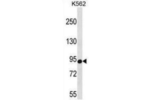 CSDE1 Antibody (C-term) western blot analysis in K562 cell line lysates (35µg/lane). (CDSE1 抗体  (C-Term))