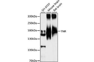 Western blot analysis of extracts of various cell lines, using TNR antibody (ABIN7270766) at 1:1000 dilution. (Tenascin R 抗体  (AA 1059-1358))