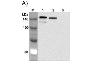 Western blot analysis using anti-Jagged-1 (human), mAb (J1G53-3) (FITC)  at 1:1'000 dilution. (JAG1 抗体  (FITC))