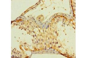 Immunohistochemistry of paraffin-embedded human testis tissue using ABIN7143593 at dilution of 1:100 (AGRP 抗体  (AA 83-132))