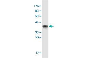 Western Blot detection against Immunogen (37.