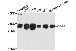 Western blot analysis of extracts of various cell lines, using COPE antibody. (COPE 抗体  (AA 1-308))