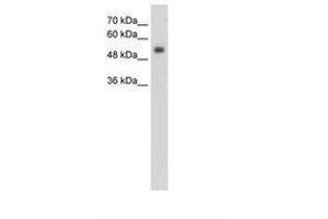 Image no. 1 for anti-G Protein-Coupled Receptor 161 (GPR161) (N-Term) antibody (ABIN203418) (GPR161 抗体  (N-Term))