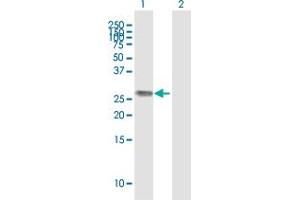 Western Blot analysis of H1F0 expression in transfected 293T cell line ( H00003005-T01 ) by H1F0 MaxPab polyclonal antibody. (Histone H1 抗体  (AA 1-194))