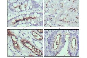Immunohistochemical analysis of paraffin-embedded human normal stomach (A), normal liver (B), normal kidney (C) and rectum cancer tissues (D) using WNT10B antibody with DAB staining. (WNT10B 抗体)