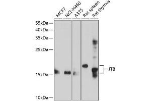 Western blot analysis of extracts of various cell lines, using JTB antibody (ABIN6129044, ABIN6142668, ABIN6142669 and ABIN6214676) at 1:1000 dilution. (JTB 抗体  (AA 31-105))