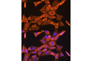 Immunofluorescence (IF) image for anti-FK506 Binding Protein 8, 38kDa (FKBP8) antibody (ABIN7267214)