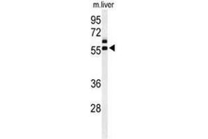 Western blot analysis of AMH Antibody (Center) in mouse liver tissue lysates (35 µg/lane). (AMH 抗体  (Middle Region))