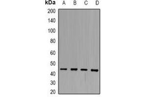 Western blot analysis of SCCA1 expression in Hela (A), HepG2 (B), HEK293T (C), SHSY5Y (D) whole cell lysates. (SERPINB3 抗体)