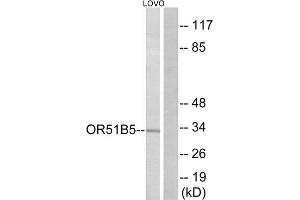 Western blot analysis of extracts from LOVO cells, using OR51B5 antibody. (OR51B5 抗体  (Internal Region))