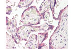 Anti-RNF139 / TRC8 antibody IHC of human placenta.
