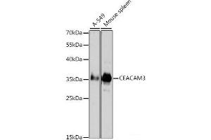 Western blot analysis of extracts of various cell lines using CEACAM3 Polyclonal Antibody at dilution of 1:1000. (CEACAM3 抗体)