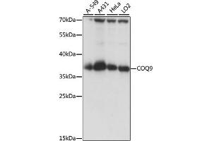 Western blot analysis of extracts of various cell lines, using COQ9 antibody (ABIN7266429) at 1:1000 dilution. (COQ9 抗体  (AA 1-318))