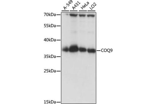 COQ9 Antikörper  (AA 1-318)