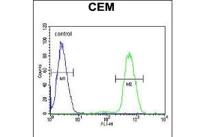 Flow cytometric analysis of CEM cells (right histogram) compared to a negative control cell (left histogram). (NFKBIL1 抗体  (AA 256-285))