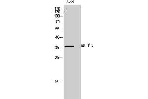 Western Blot analysis of K562 cells using AR-β3 Polyclonal Antibody diluted at 1:1000. (ADRB3 抗体  (AA 220-300))