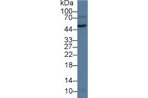 Western Blot; Sample: Rat Testis lysate; Primary Ab: 2µg/ml Rabbit Anti-Human vWA1 Antibody Second Ab: 0. (VWA1 抗体  (AA 42-289))
