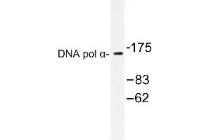 Image no. 1 for anti-DNA Polymerase alpha (POLA1) antibody (ABIN272161) (POLA1 抗体)