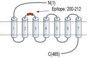 Representative domain view of the target of ABIN7885043.