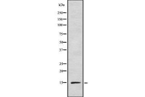 Western blot analysis INSL5 using HeLa whole cell lysates (INSL5 抗体)