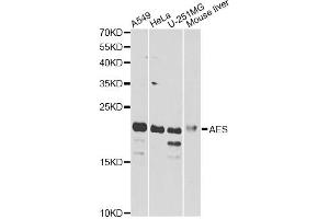 Western blot analysis of extracts of various cell lines, using AES antibody. (AES 抗体)
