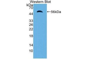 Western Blotting (WB) image for anti-Importin 8 (IPO8) (AA 417-622) antibody (ABIN2119203) (Importin 8 抗体  (AA 417-622))