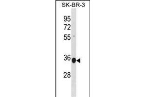 MRPL45 Antibody (C-term) (ABIN1881553 and ABIN2838917) western blot analysis in SK-BR-3 cell line lysates (35 μg/lane). (MRPL45 抗体  (C-Term))