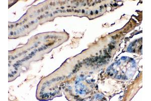 Anti- liver FABP Picoband antibody,IHC(P) IHC(P): Mouse Intestine Tissue