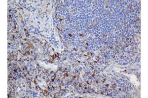 Image no. 1 for anti-Selenium Binding Protein 1 (SELENBP1) antibody (ABIN1500864) (SELENBP1 抗体)